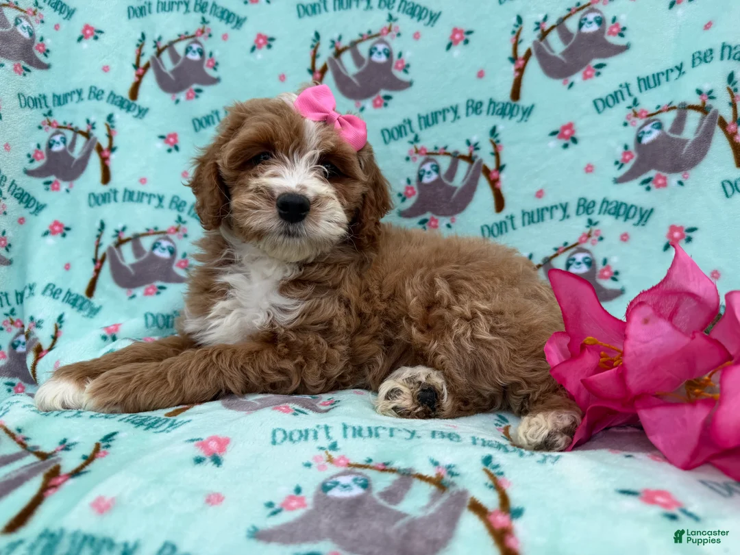 Cockapoo dogs for sale: Missy - Ad 7