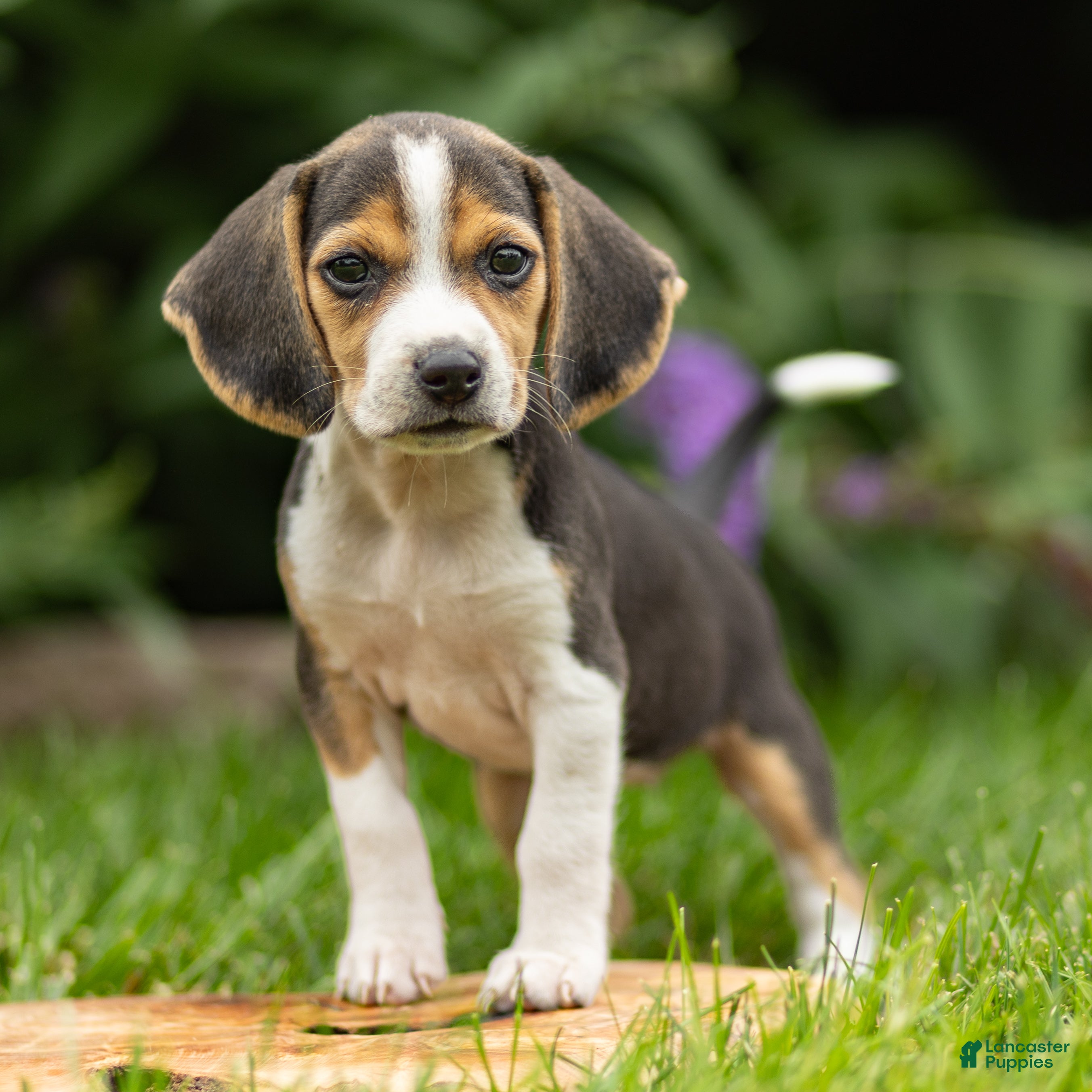 Beagle dogs for sale: Melody - Ad 1