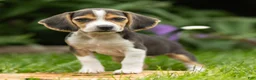 Beagle dogs for sale: Melody - Ad 1