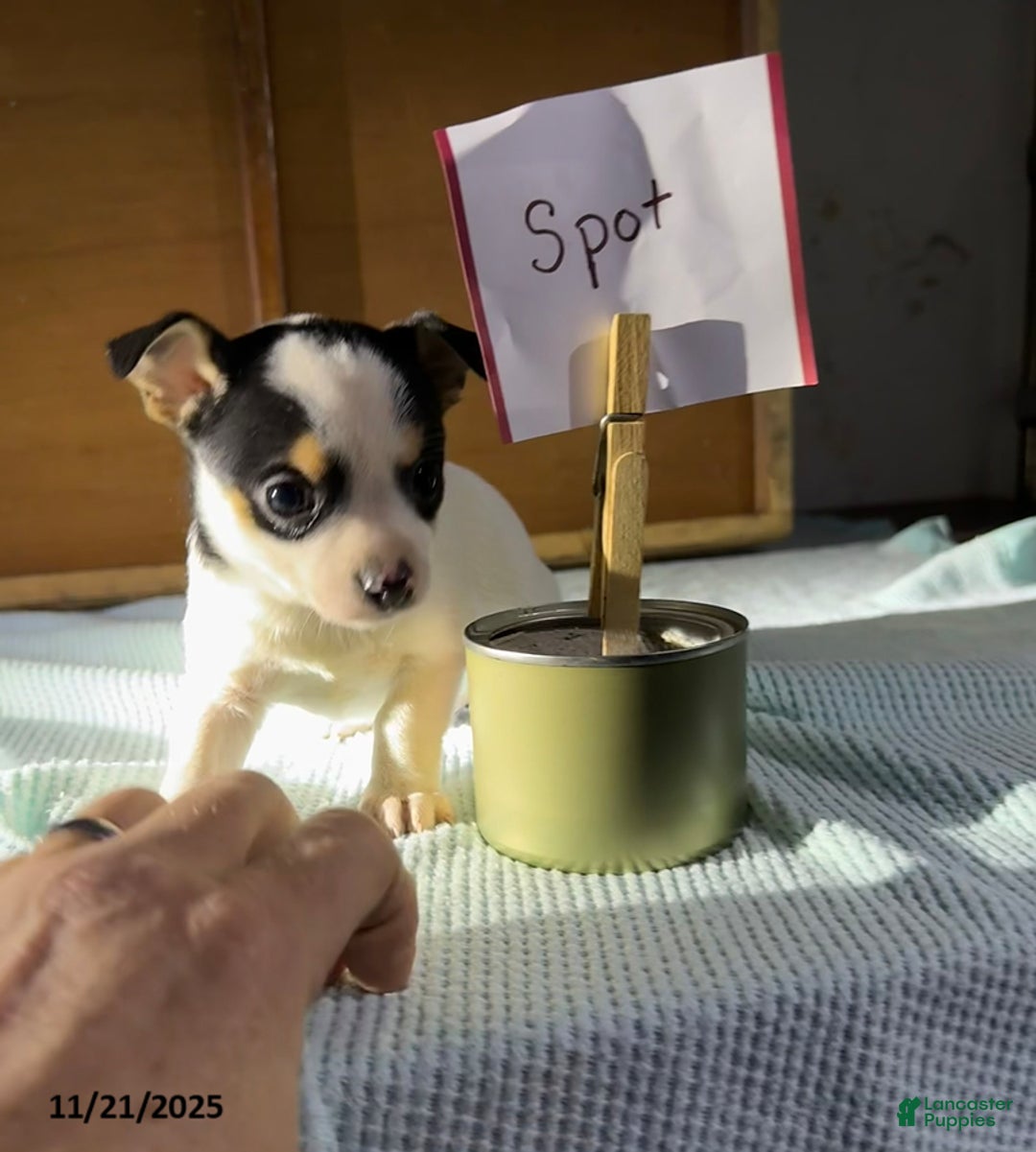 Chihuahua dogs for sale: Spot - Ad 2