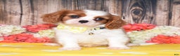 Cavalier King Charles Spaniel dogs for sale: Neptune - Ad 4