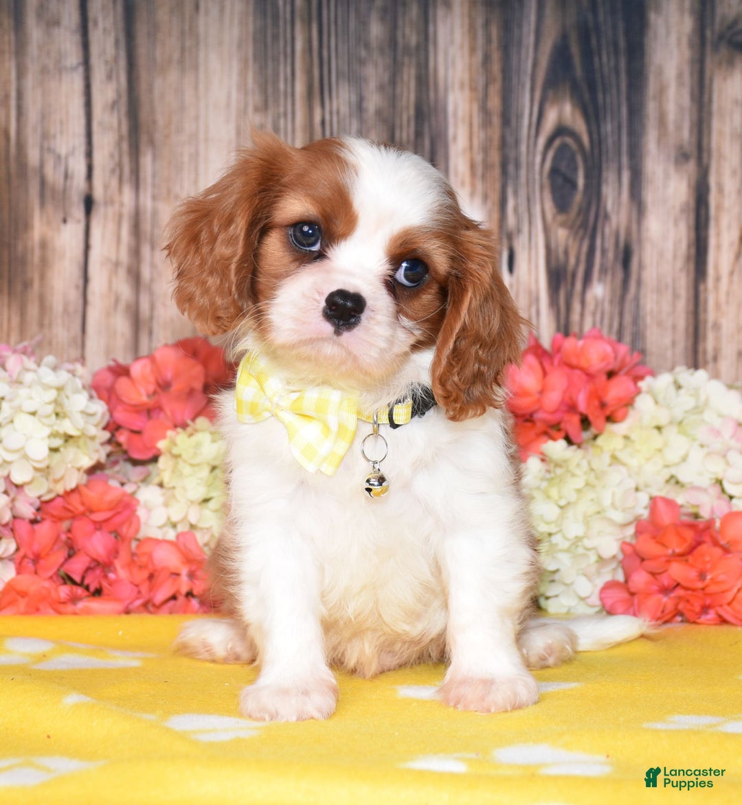 Cavalier King Charles Spaniel dogs for sale: Neptune - Ad 4