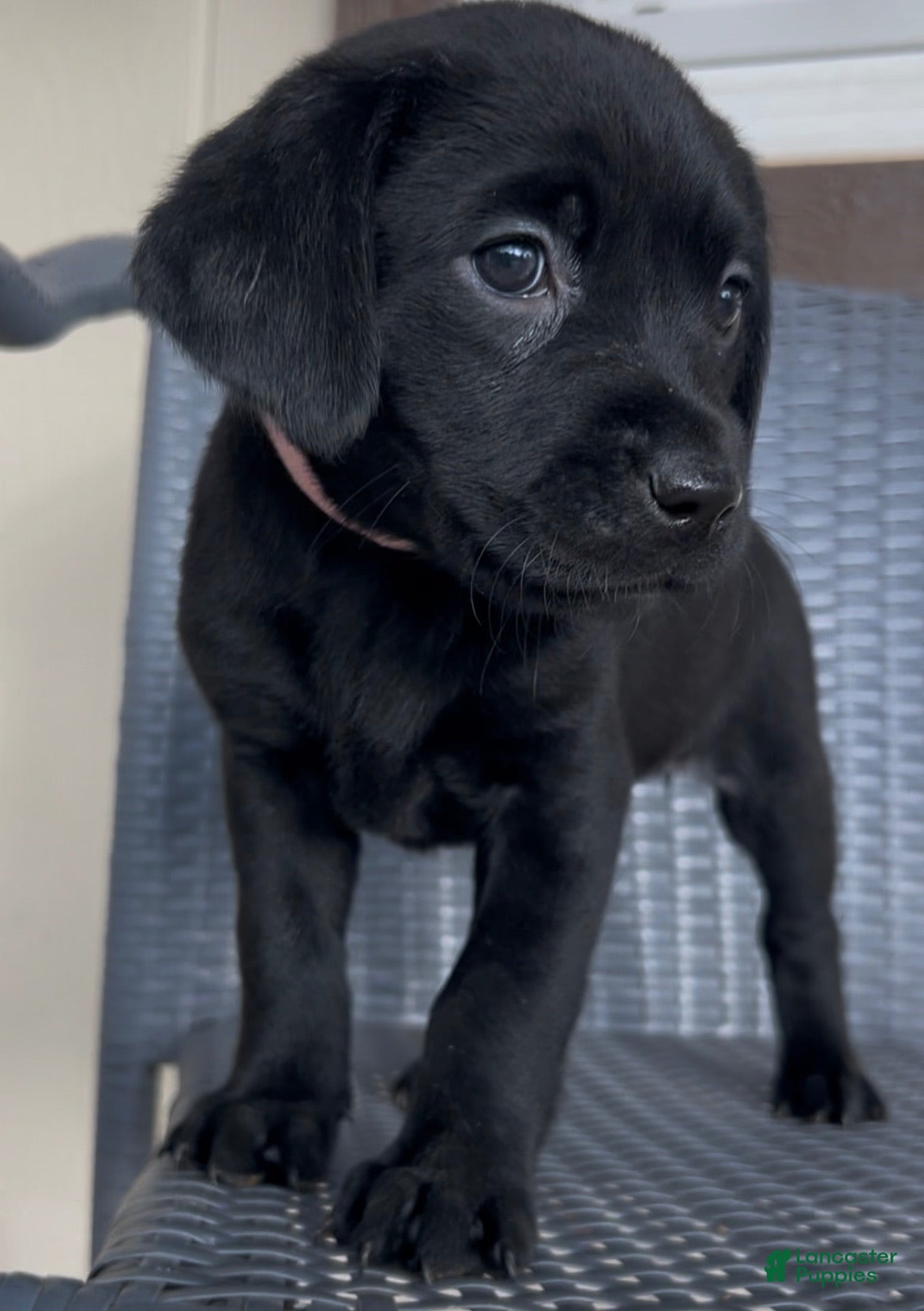 Labrador Retriever dogs Labrador Retriever 10 - Ad 7