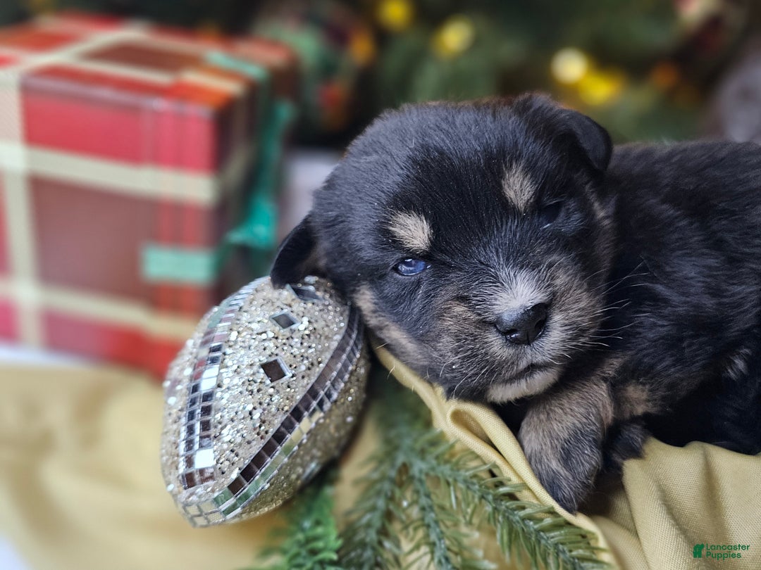 Mixed Breed dogs for sale: The Enchanted Pomalier 🐾 - Ad 19