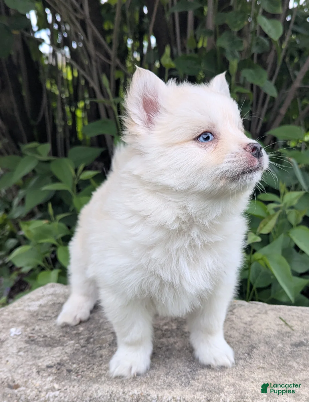 Pomsky dogs for sale: Mr Asher - Ad 2