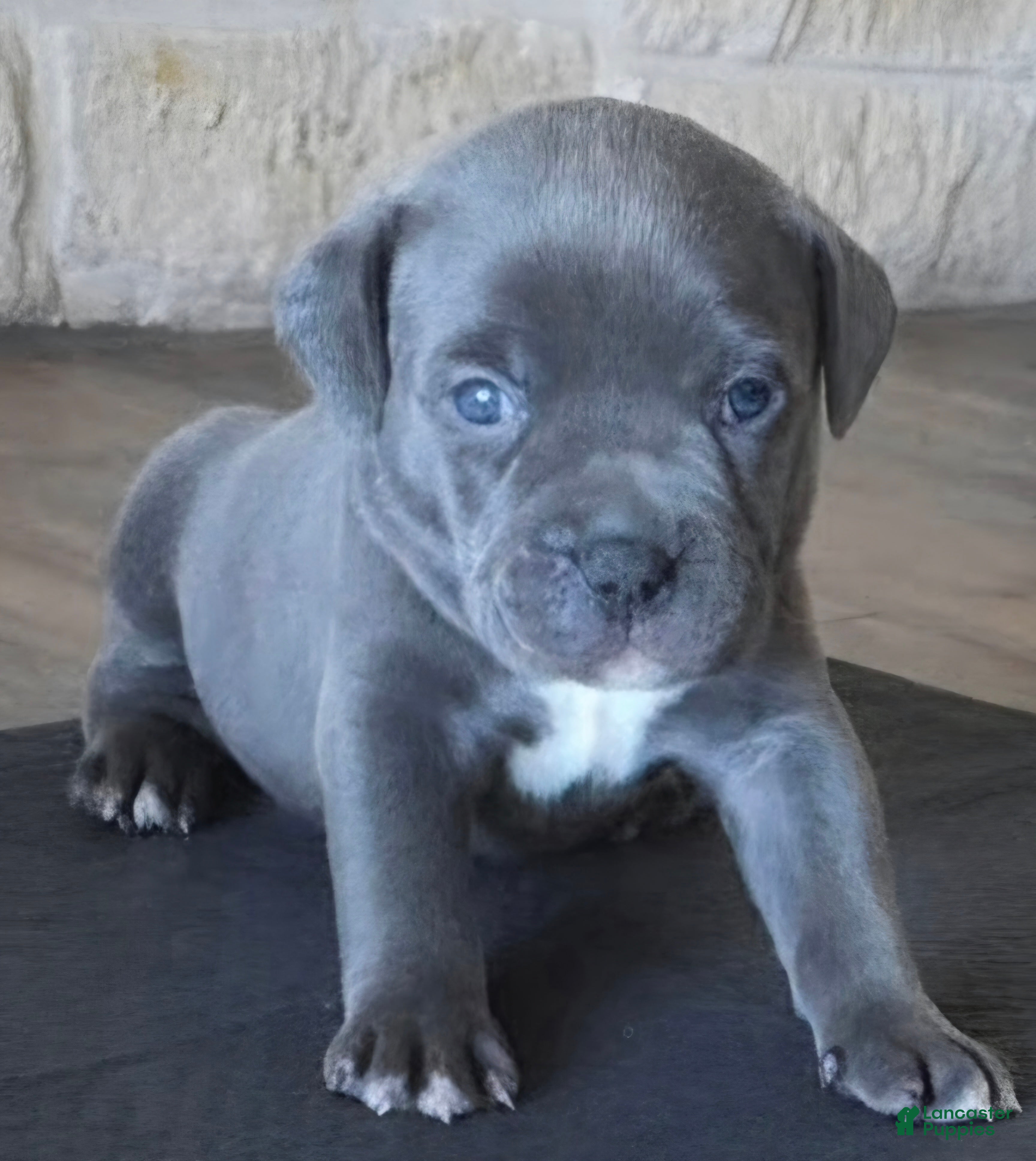 American Bully dogs Crestone - Ad 1