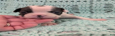 Boston Terrier Puppy 5