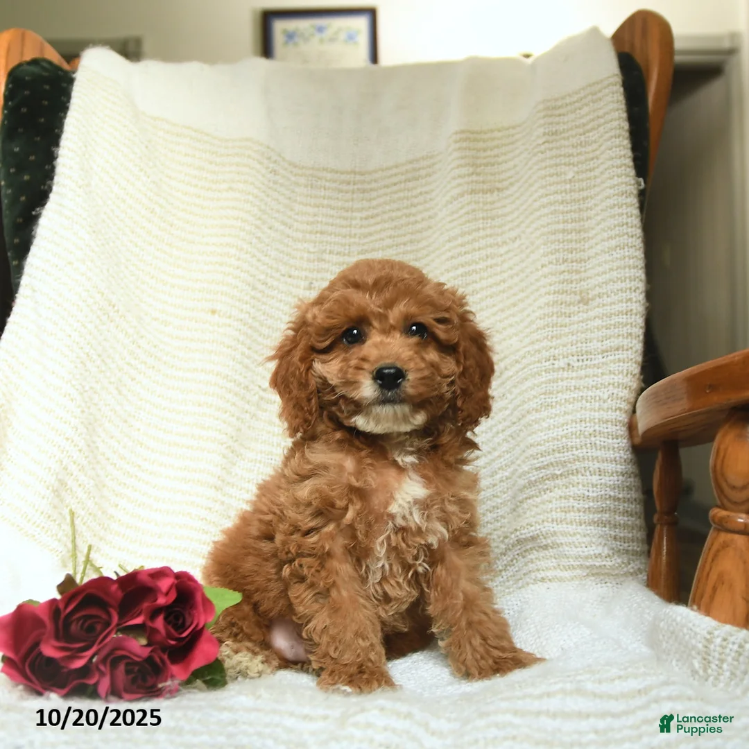 Cockapoo dogs for sale: Carter - Ad 31
