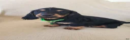Miniature Dachshund dogs for sale: BILLIE - Ad 1