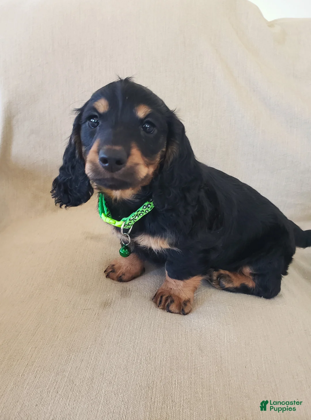 Miniature Dachshund dogs for sale: BILLIE - Ad 1