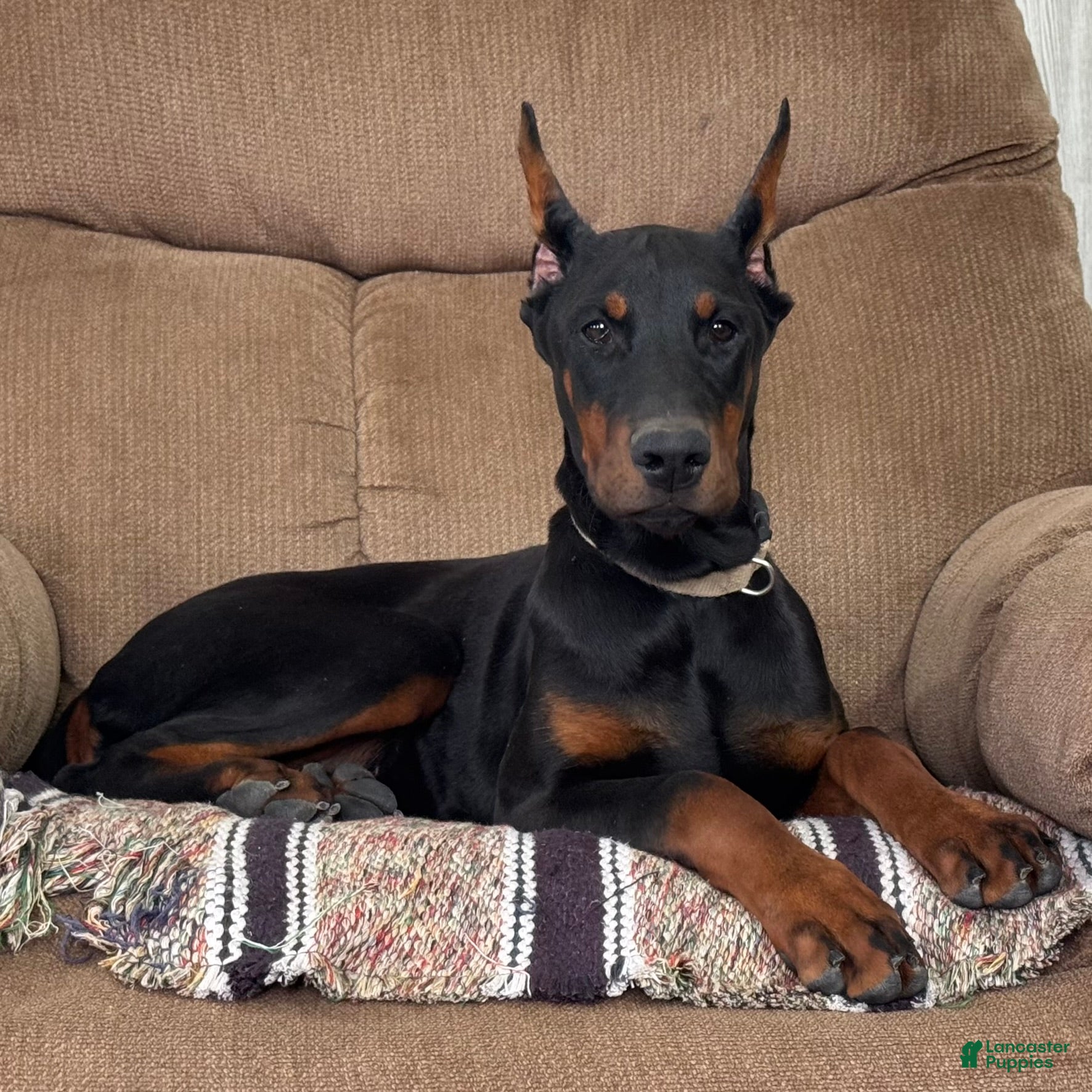 Doberman Pinscher dogs Vespa - Ad 1
