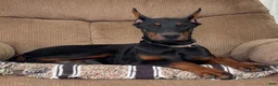 Doberman Pinscher dogs for sale: Vespa - Ad 1