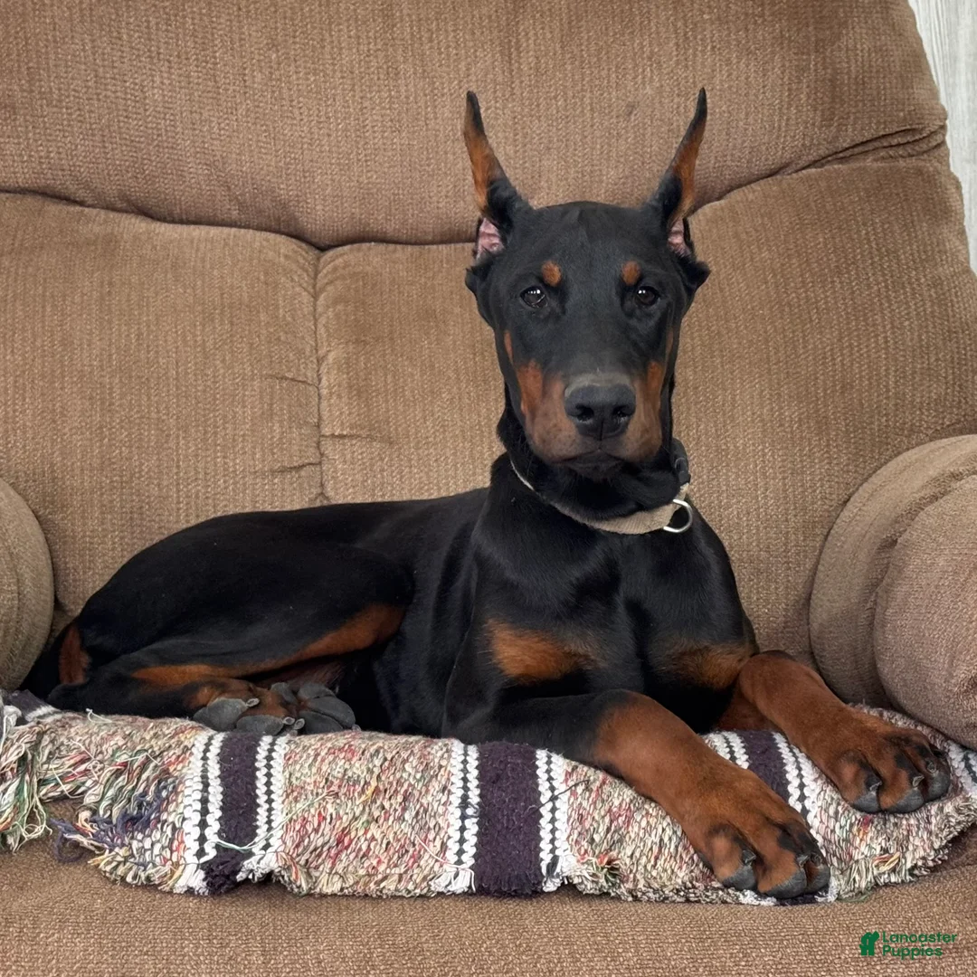 Doberman Pinscher dogs for sale: Vespa - Ad 1