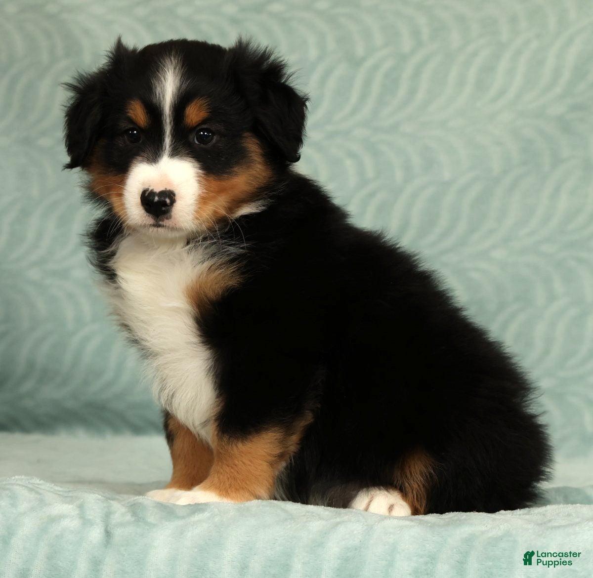 Australian Shepherd dogs for sale: Milo - Ad 8