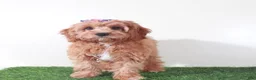 Cavapoo dogs for sale: Clover Stunning Female Cavapoo Puppy - Ad 4