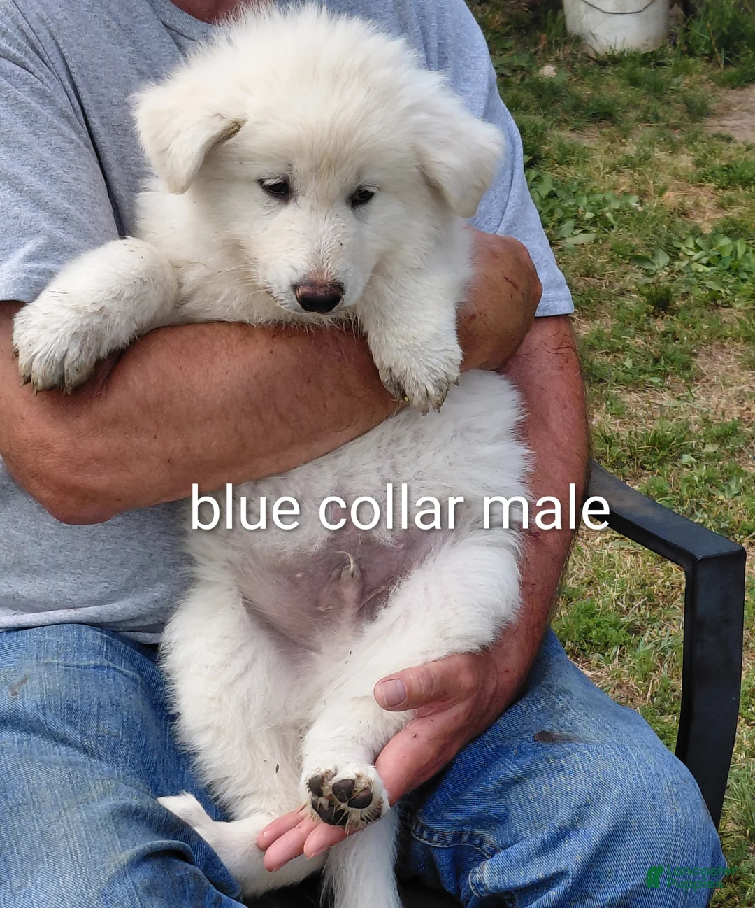 German Shepherd dogs for sale: German Shepherd Puppy 1 - Ad 1