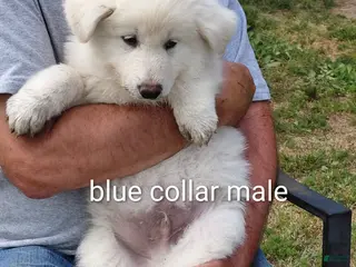 German Shepherd dogs for sale: German Shepherd Puppy 1 - Ad 1