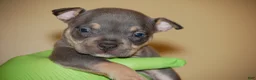 American Bully dogs for sale: Fawn Female 1 - Ad 5