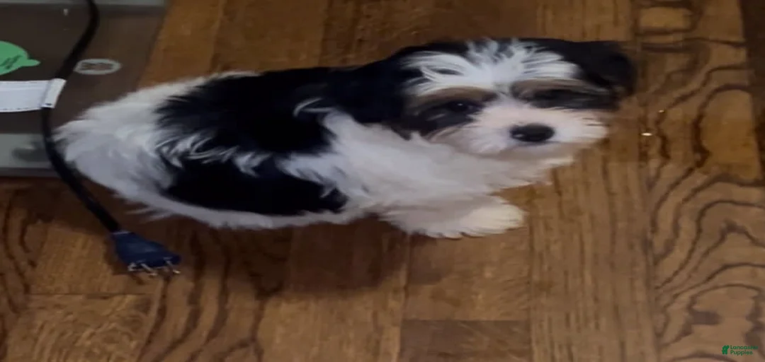 Gallery Image {{count}}