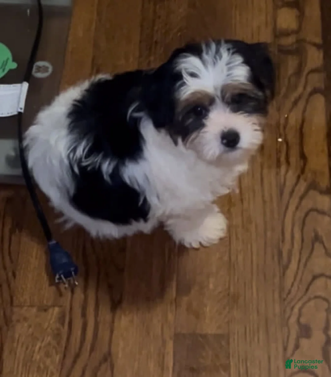 Gallery Image {{count}}