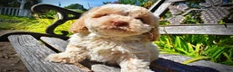 Havapoo dogs for sale: Juliet-LABOR DAY SALE-TAKE $100 OFF!!! - Ad 11
