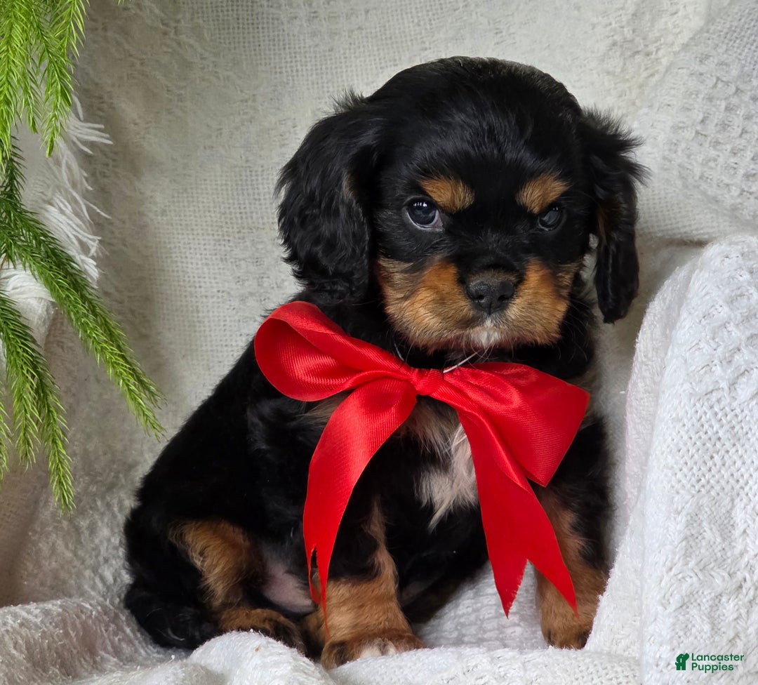 Cavalier King Charles Spaniel dogs for sale: Nicholas  - Ad 4