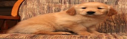 Golden Retriever dogs for sale: Dasher - Ad 6