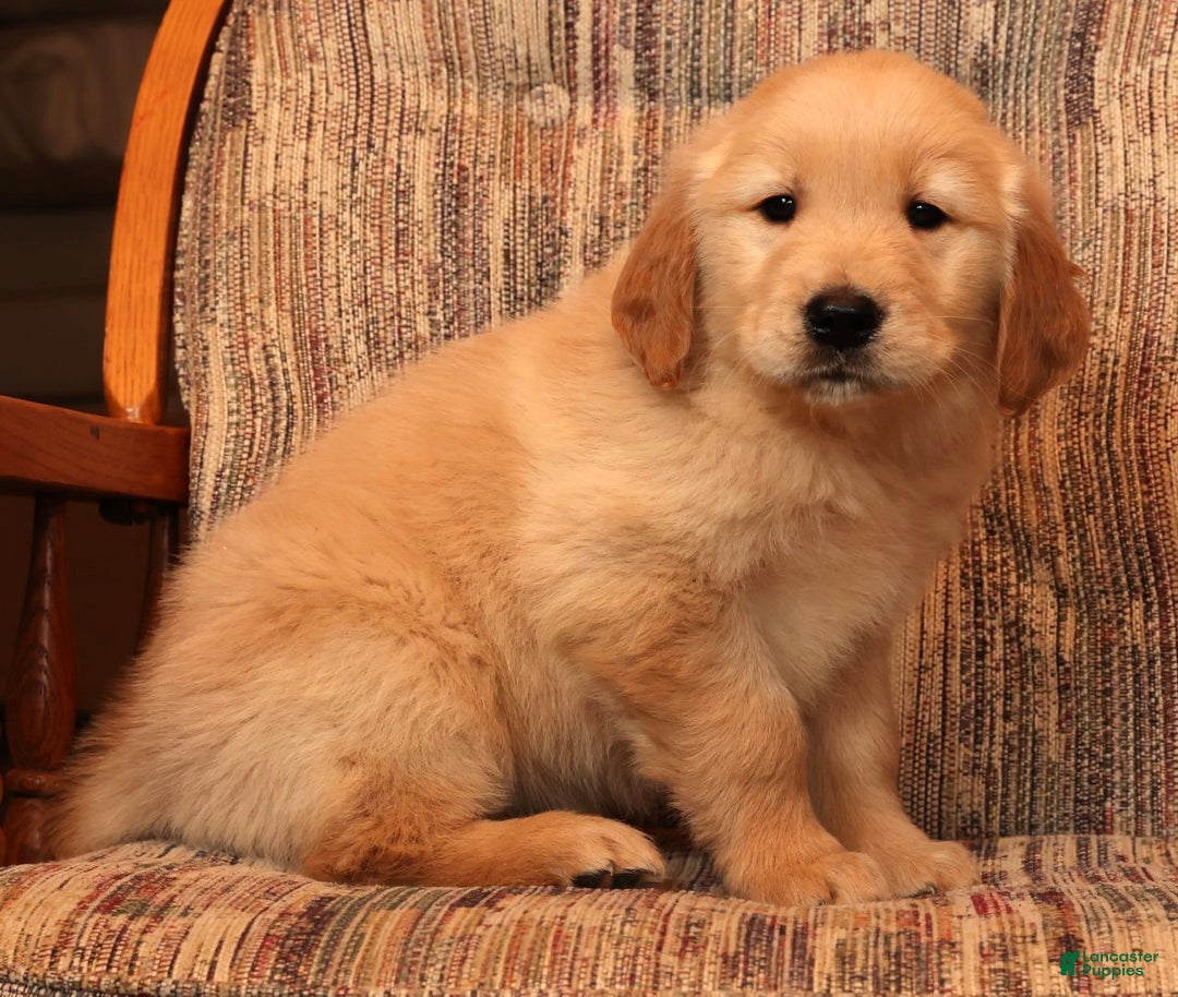 Golden Retriever dogs for sale: Dasher - Ad 6