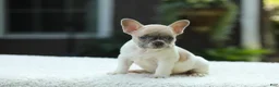 French Bulldog dogs for sale: Jade - Ad 11
