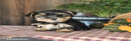 Yorkshire Terrier dogs for sale: Dakota - Ad 4