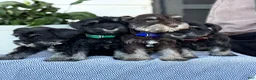 Miniature Schnauzer dogs for sale: Lorri - Ad 13