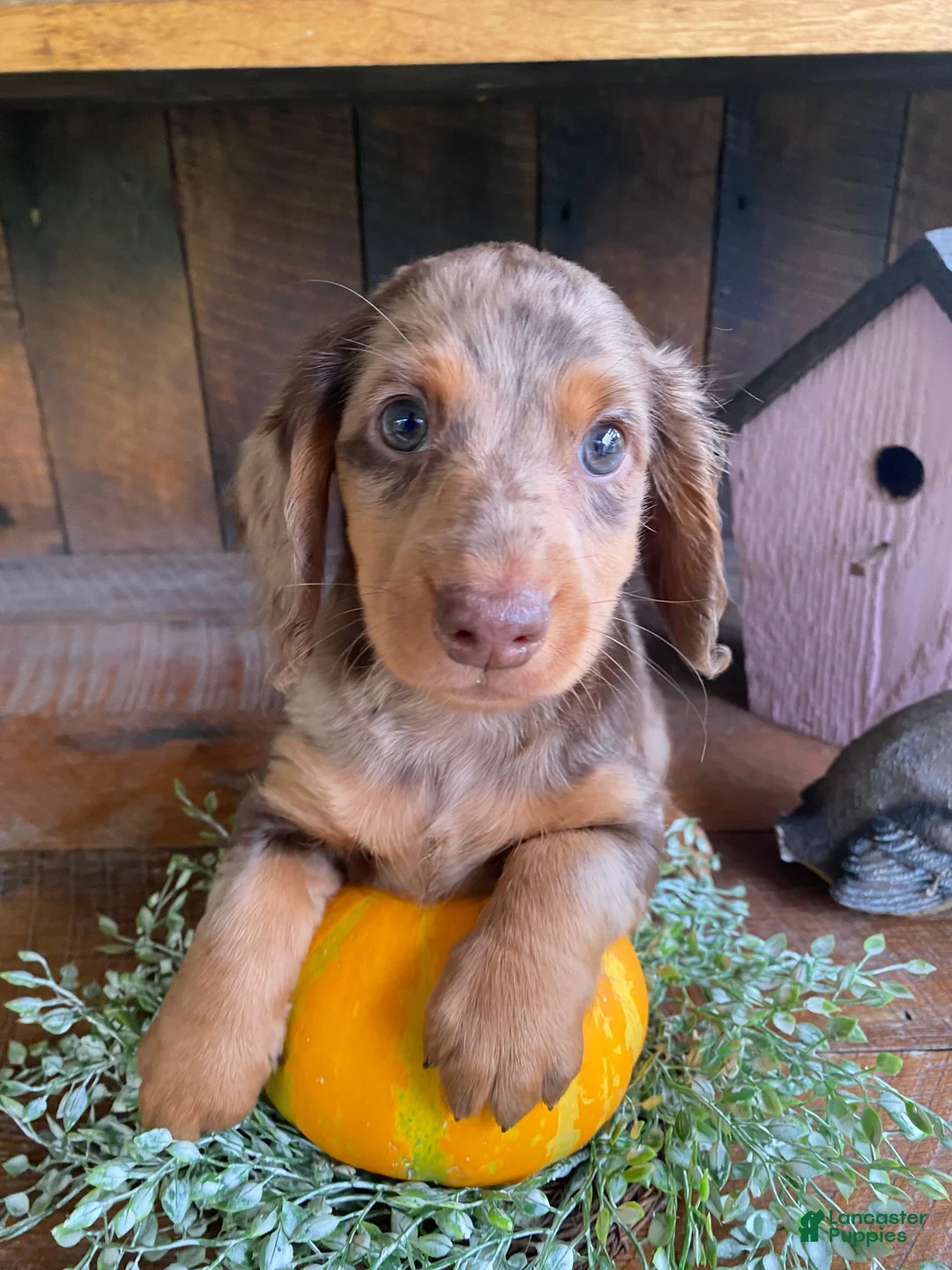 Miniature Dachshund dogs for sale: Stella - Ad 1