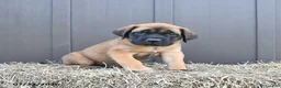 English Mastiff dogs for sale: Mack  - Ad 4