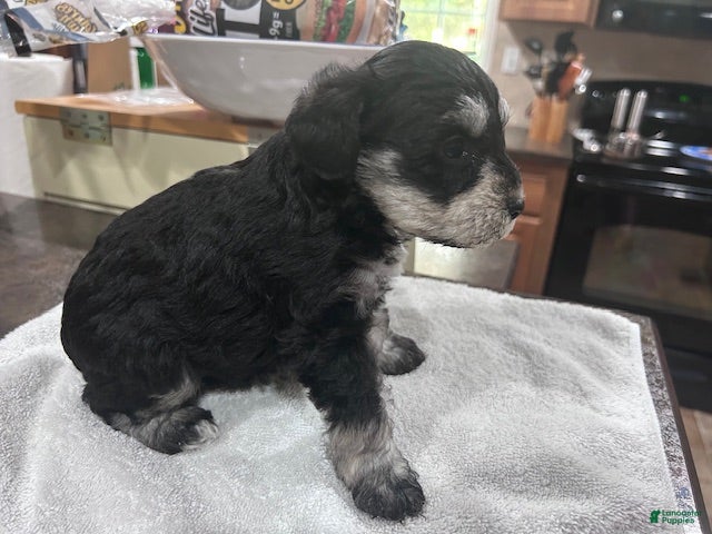 Miniature Schnauzer dogs  Puppy 3 - Ad 2