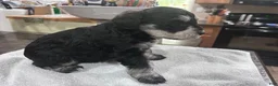 Miniature Schnauzer dogs for sale:  Puppy 3 - Ad 2