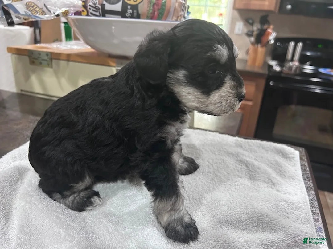 Miniature Schnauzer dogs for sale:  Puppy 3 - Ad 2