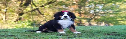 Bernese Mountain Dog dogs for sale: Sarah - Ad 1