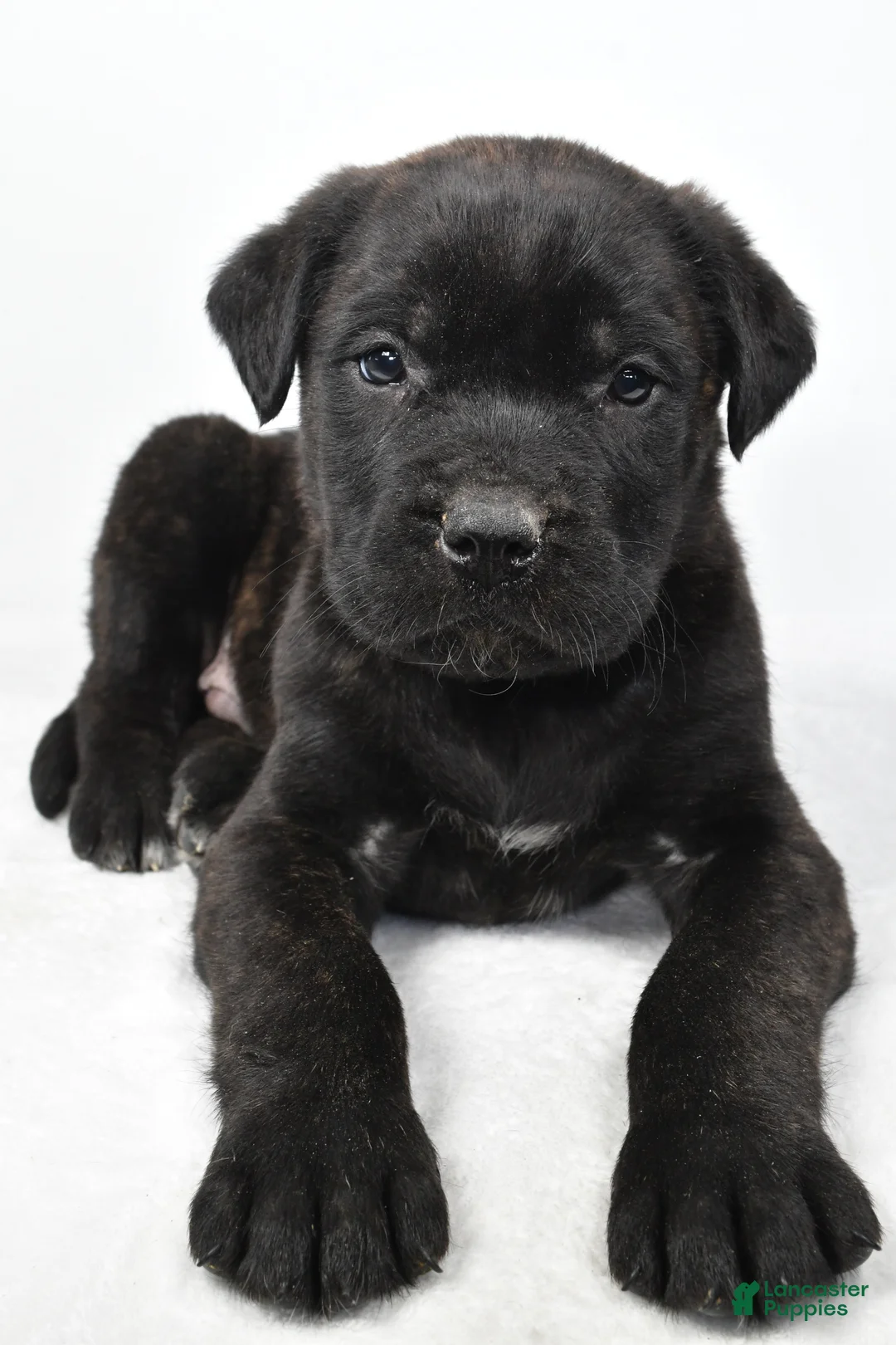 English Mastiff dogs for sale: Buddy - Ad 7