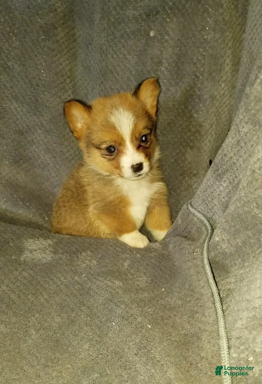 Mixed Breed dogs for sale: Asher - Ad 4