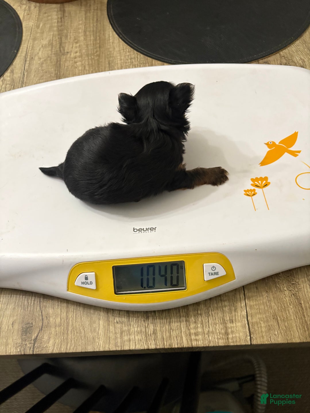Morkie dogs for sale: TEACUP Oliver - Ad 10