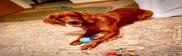 Irish Doodle dogs for sale: Max - Ad 6