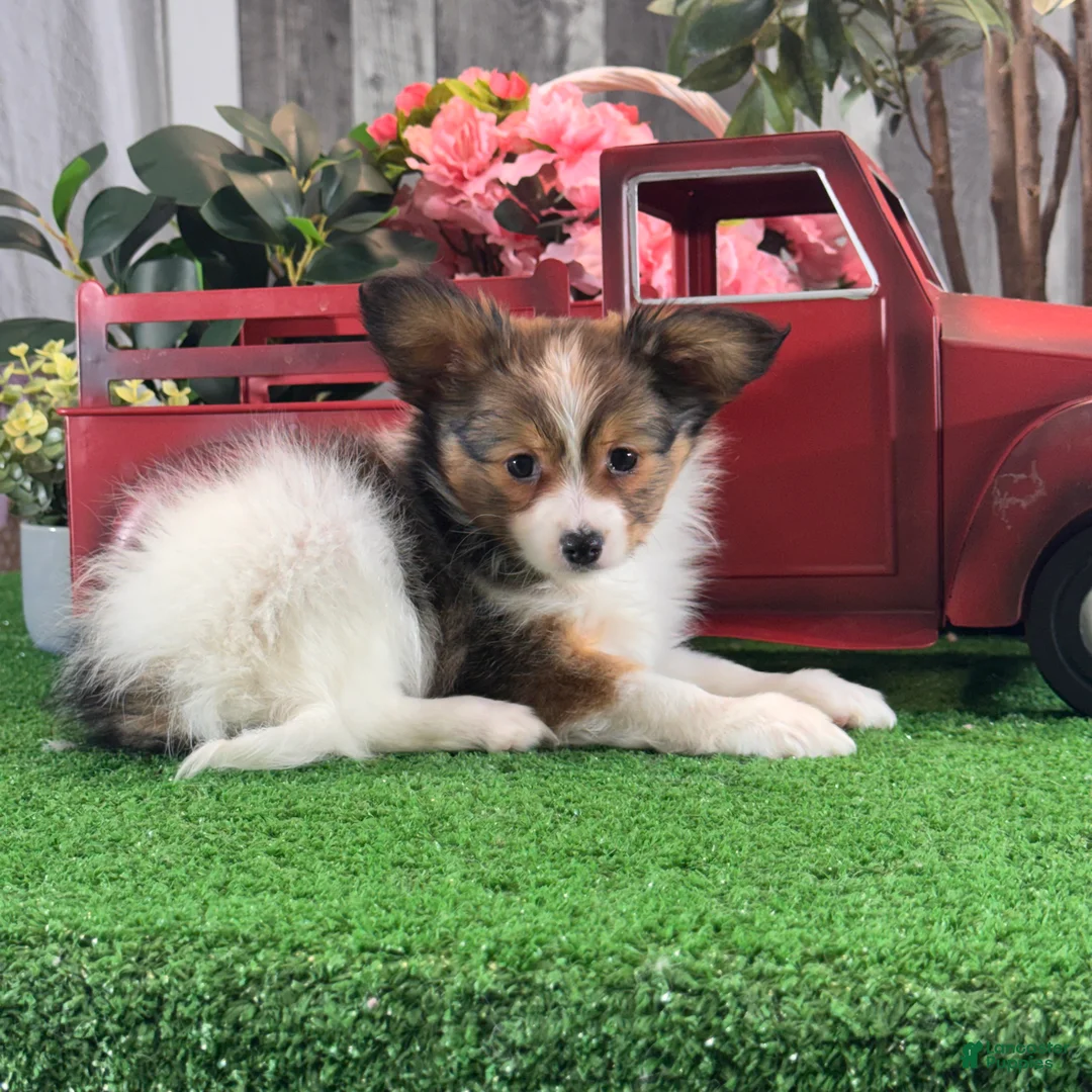 Papillon dogs for sale: Reba - Ad 2