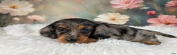 Miniature Dachshund dogs for sale: AKC-Maggie - Ad 8