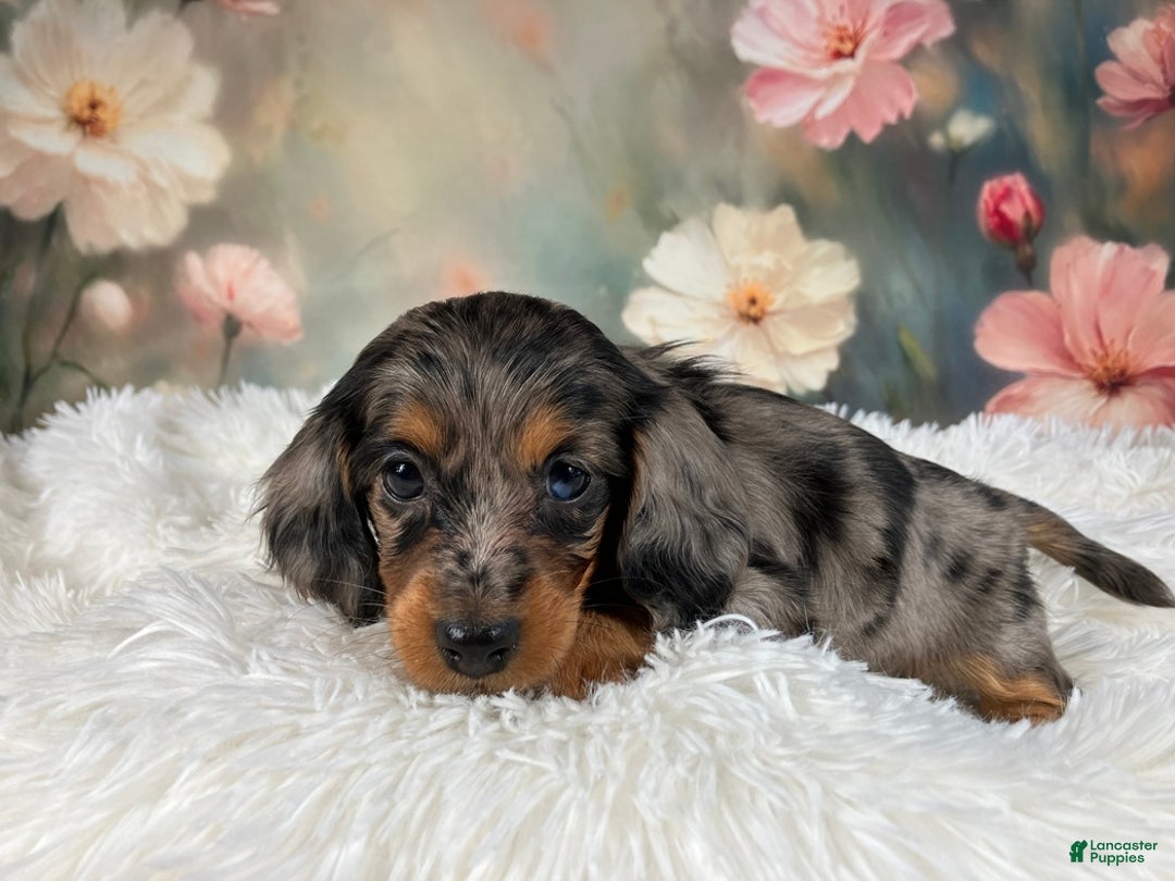 Miniature Dachshund dogs for sale: AKC-Maggie - Ad 8