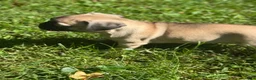 Frug dogs for sale: Frug 4 - Ad 11