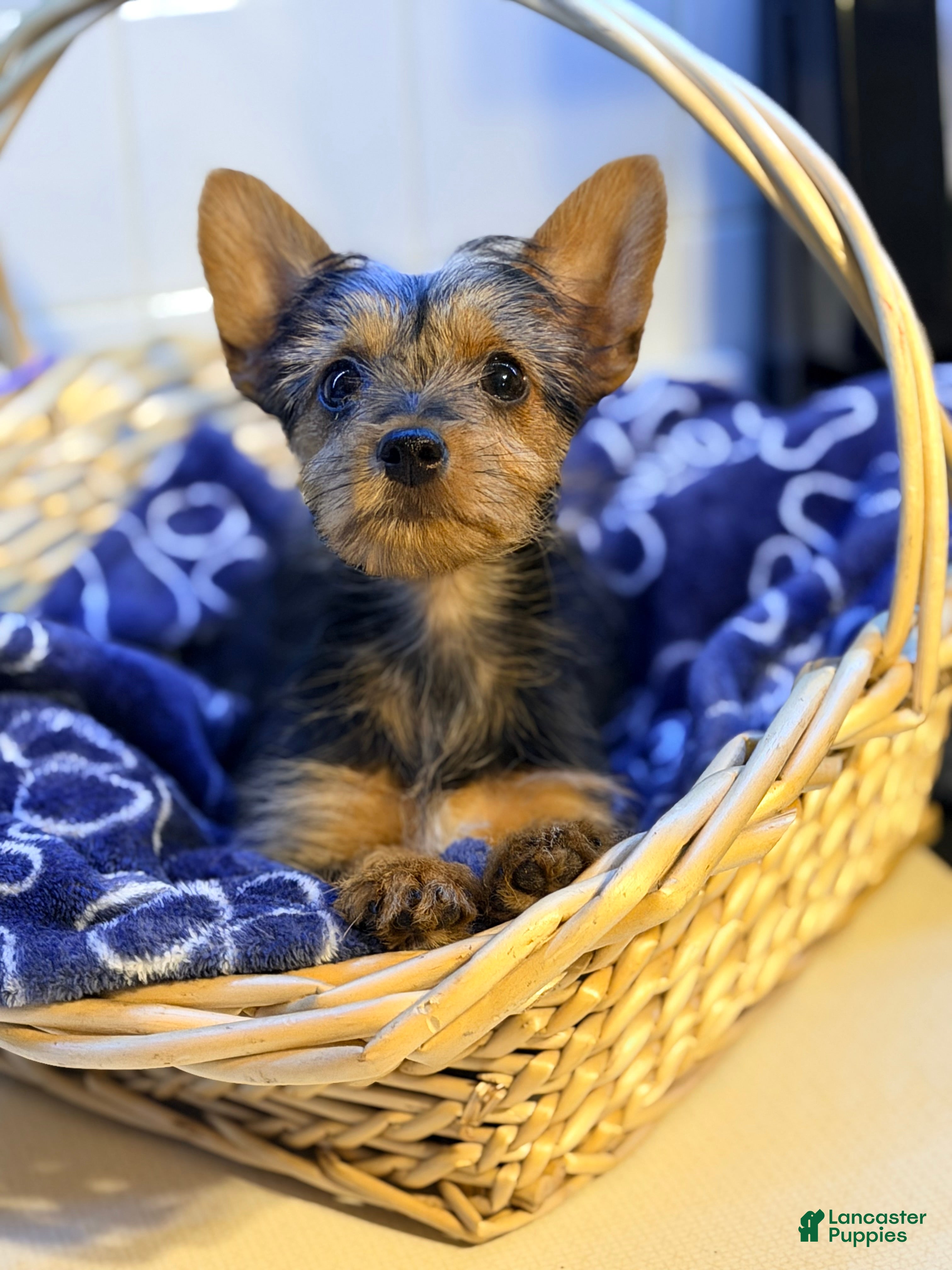 Yorkshire Terrier dogs Duchess - Ad 1