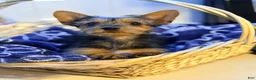 Yorkshire Terrier dogs for sale: Duchess - Ad 1