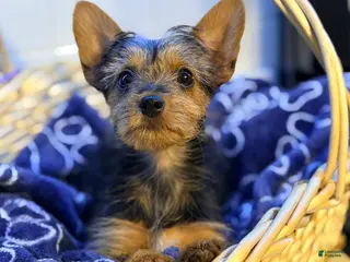Yorkshire Terrier dogs for sale: Duchess - Ad 3