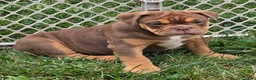 English Bulldog dogs for sale: Tootsie Chocolate and tan  - Ad 13
