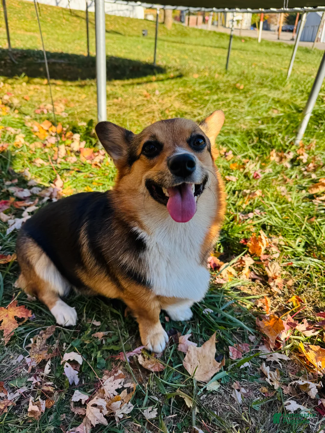 Welsh Corgi Pembroke dogs for sale: Welsh Corgi Pembroke Puppy red collar  - Ad 4